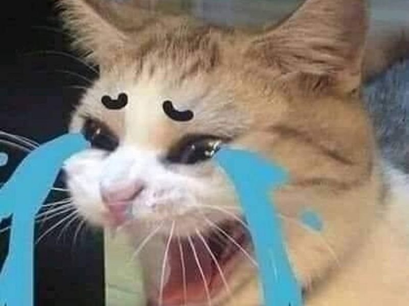 Crying cat meme 15
