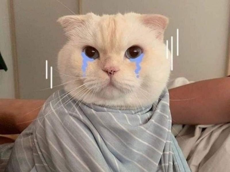 Crying cat meme 17