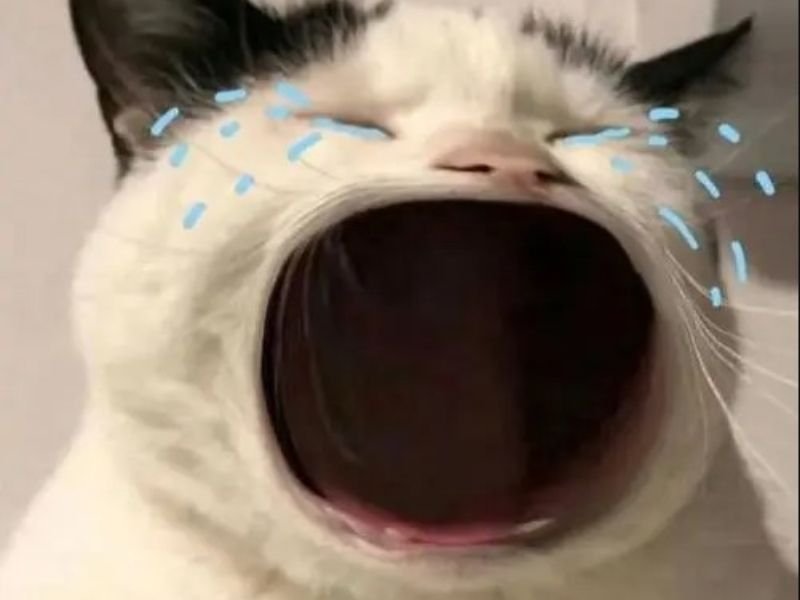 Crying cat meme 26