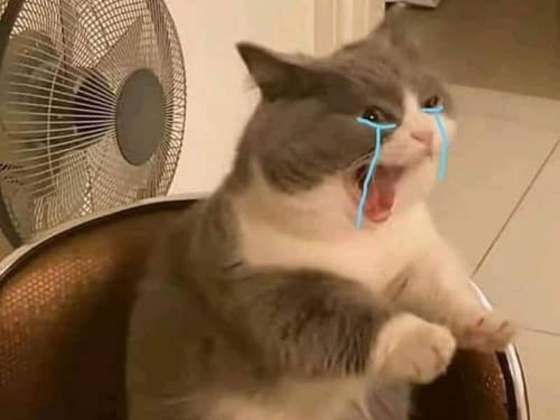 Crying cat meme 30