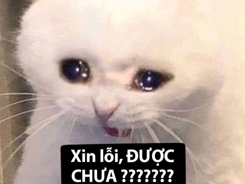 Crying cat meme 33