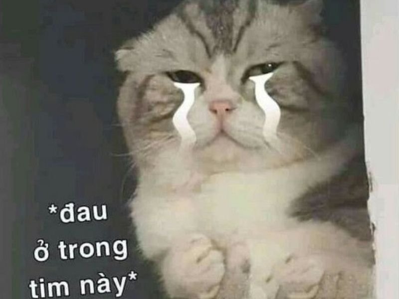 Crying cat meme 34