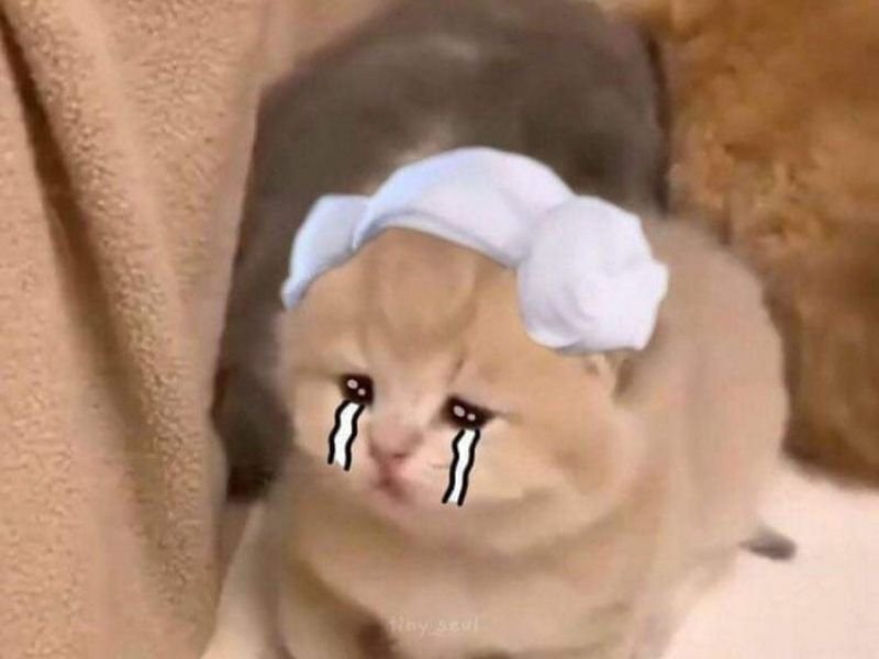 Crying cat meme 38