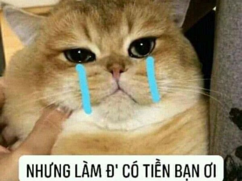 Crying cat meme 42