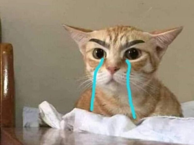 Crying cat meme 47