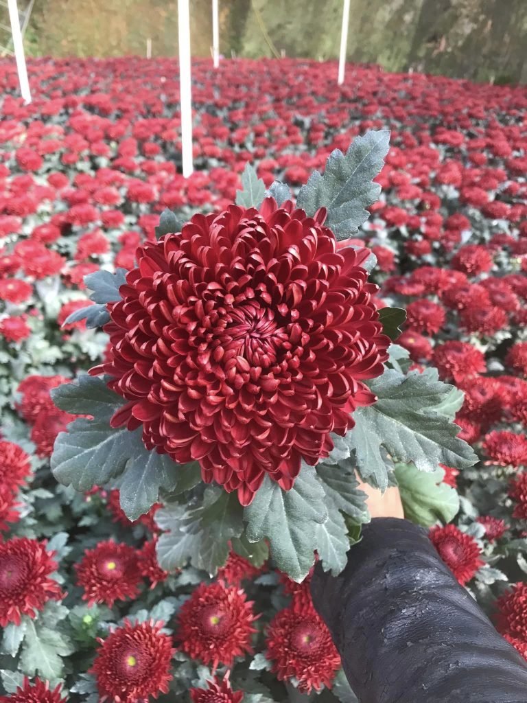 Hoa cúc đỏ4