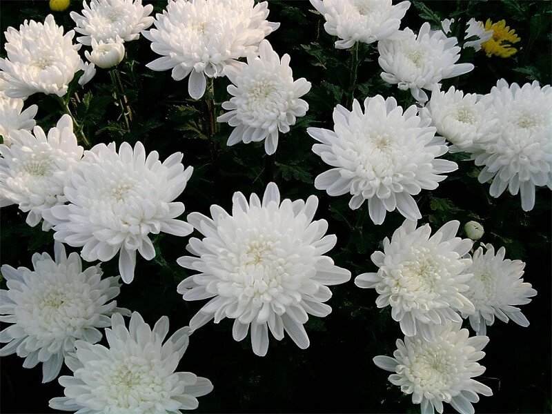 Hoa cúc trắng3
