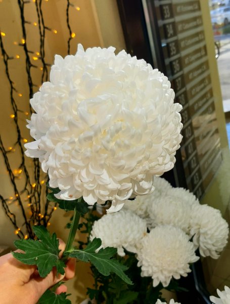 Hoa cúc trắng2