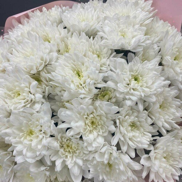 Hoa cúc trắng6