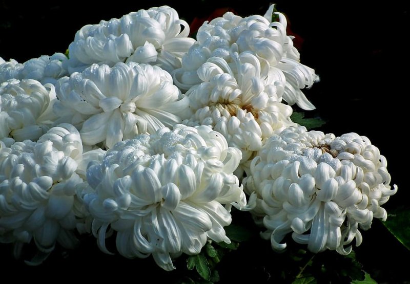 Hoa cúc trắng5