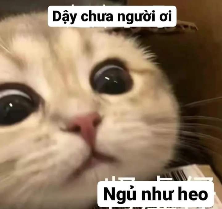 Cute cat meme 01