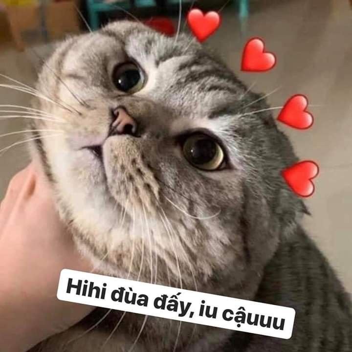 Cute cat meme 06