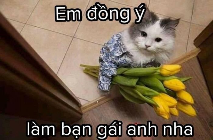 Cute cat meme 14