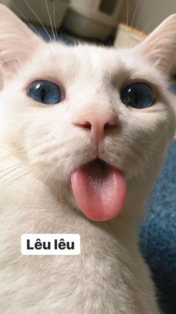 Cute cat meme 28