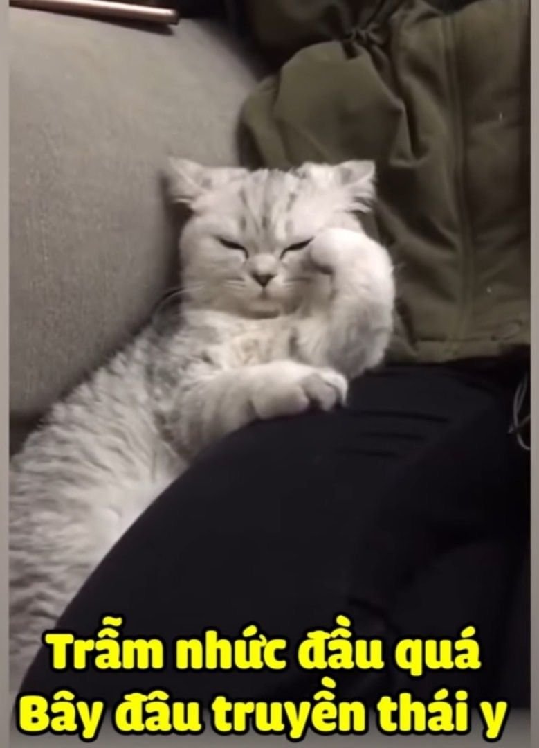 Cute cat meme 47