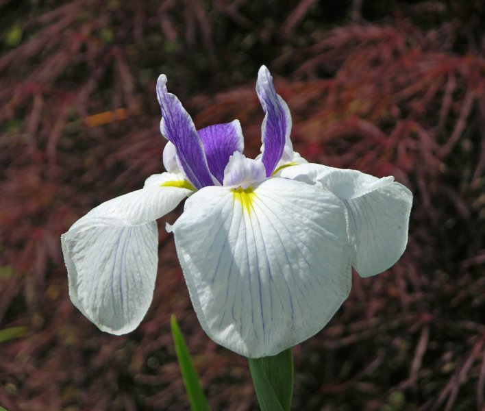 Hoa 12diên vĩ trắng 