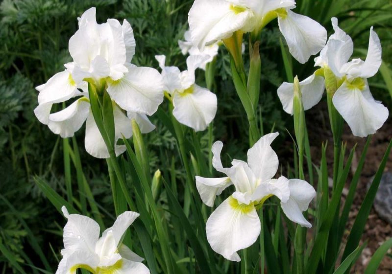 Hoa diên vĩ trắng 8