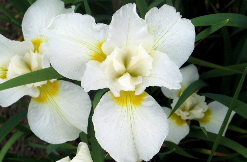 Hoa diên vĩ trắng 6