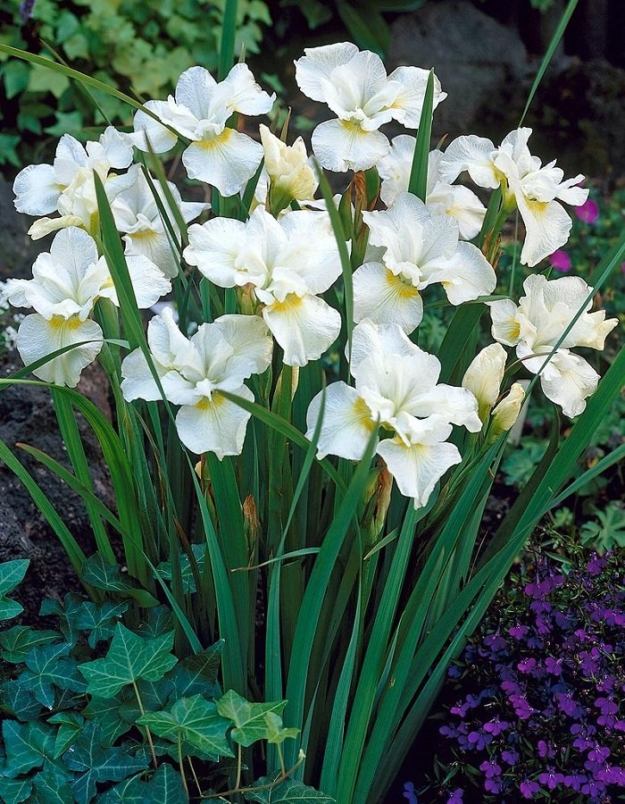Hoa diên vĩ trắng 5