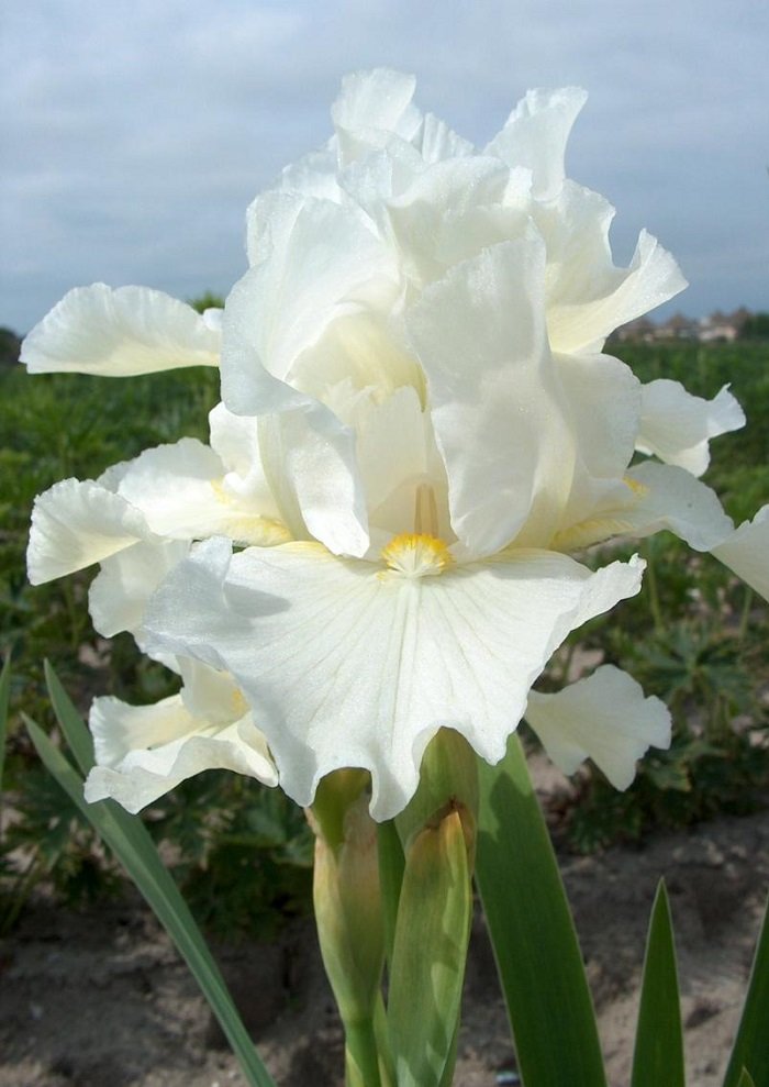 Hoa diên vĩ trắng 4
