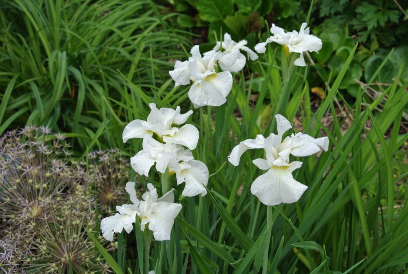 Hoa diên vĩ trắng 3