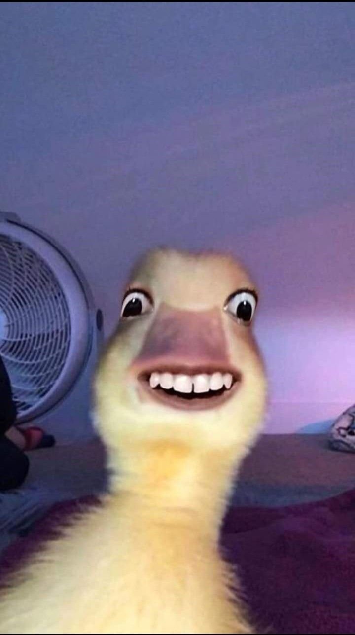 Duck meme 11