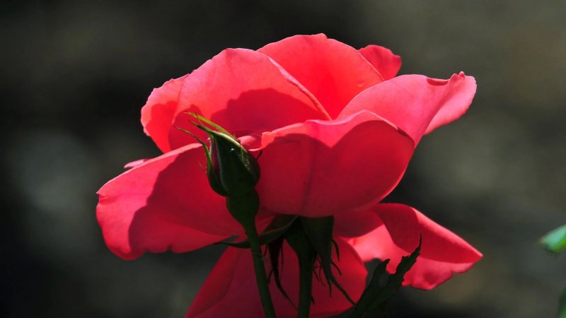 Hình nền hoa hồng đẹp cho máy tính 6