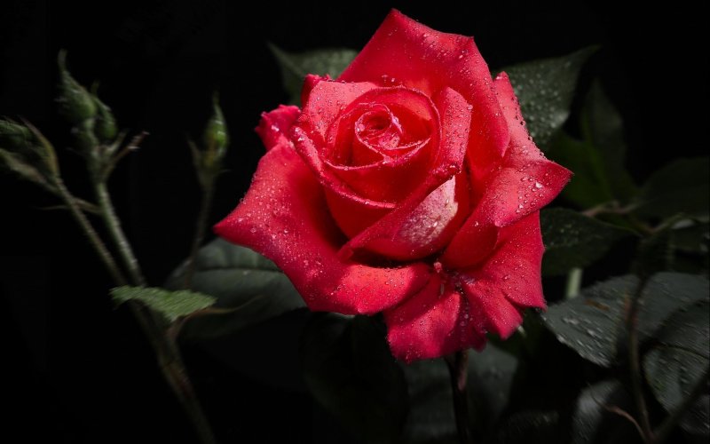 Hình nền hoa hồng đẹp cho máy tính 7