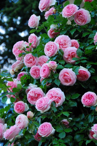 Hình nền hoa hồng đẹp cho điện thoại 7