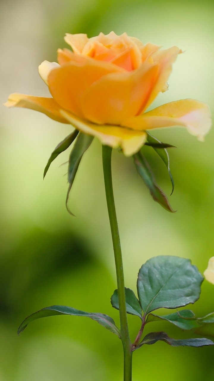 Hình nền hoa hồng đẹp cho điện thoại 8