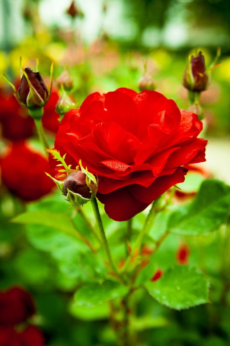 Hình nền hoa hồng đẹp cho điện thoại 9