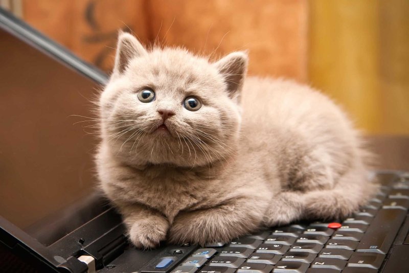 Hình nền máy tính cute động vật 10