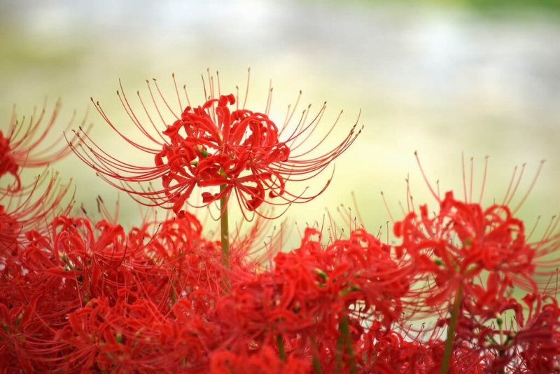 Hoa bỉ ngạn đỏ 8