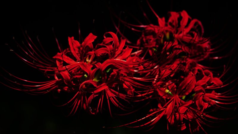 Hoa bỉ ngạn đỏ 10