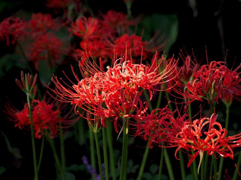 Hoa bỉ ngạn đỏ 9