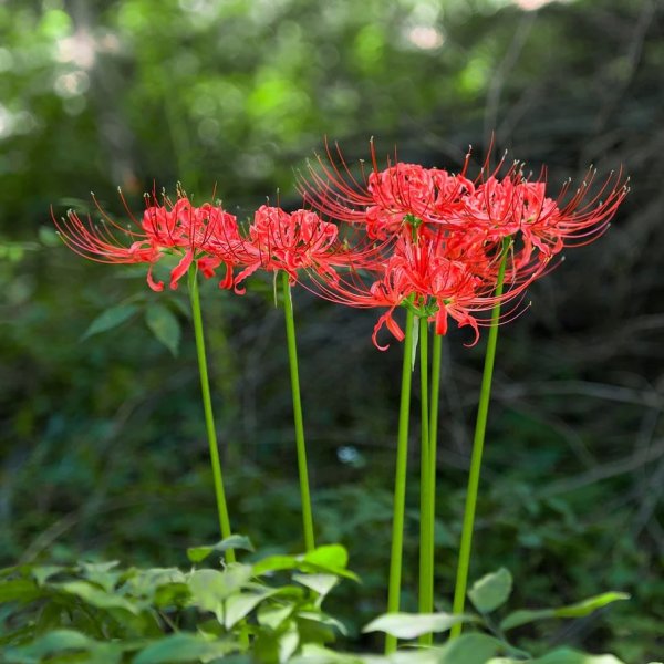 Hoa bỉ ngạn đỏ 6