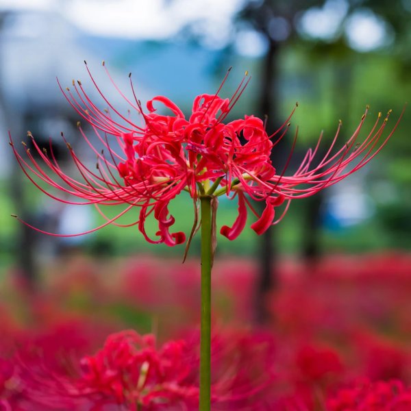 Hoa bỉ ngạn đỏ 5