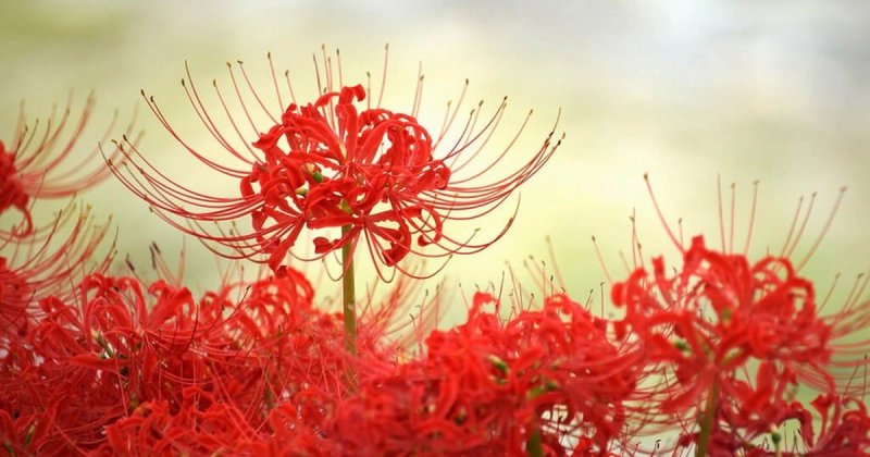 Hoa bỉ ngạn đỏ 2