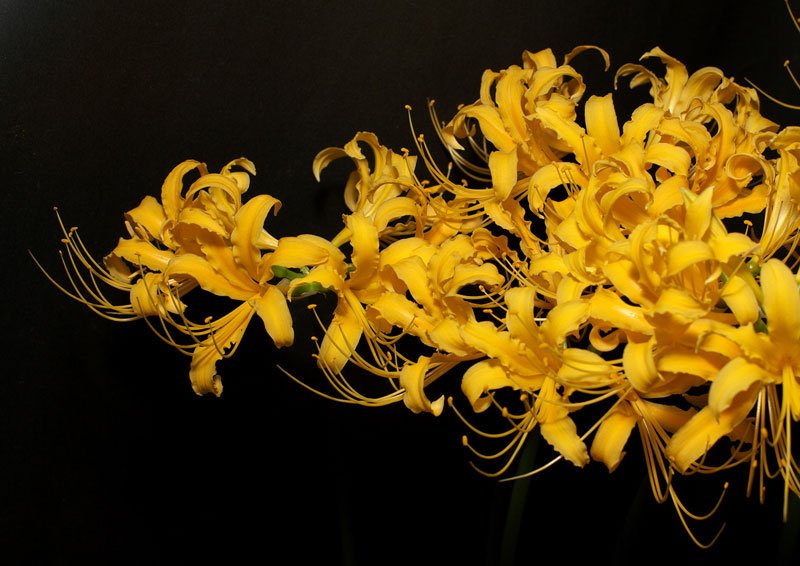 Hoa bỉ ngạn vàng 3