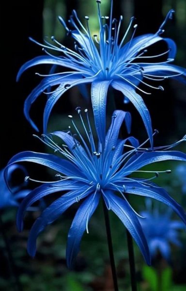 Hoa bỉ ngạn xanh 4