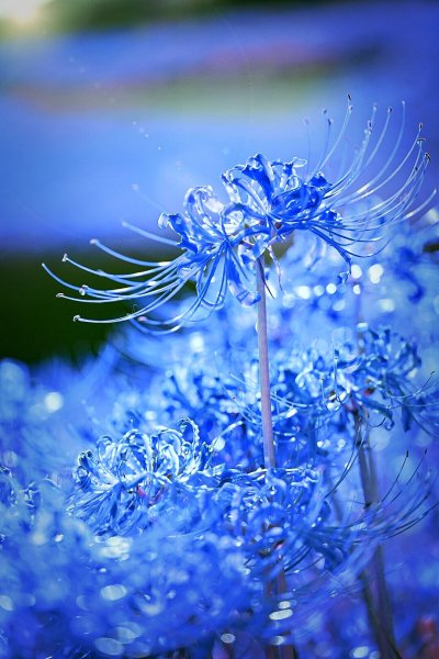 Hoa bỉ ngạn xanh 2
