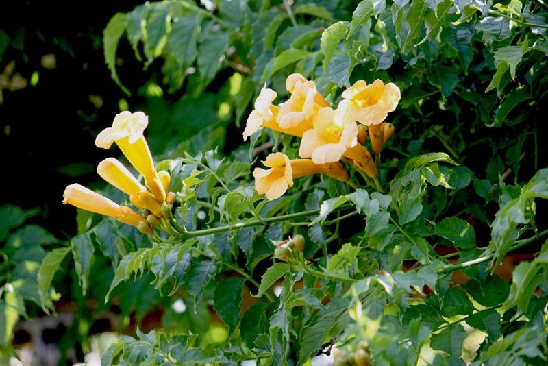 Hoa chuông vàng 8