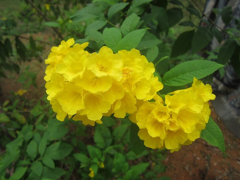 Hoa chuông vàng 3