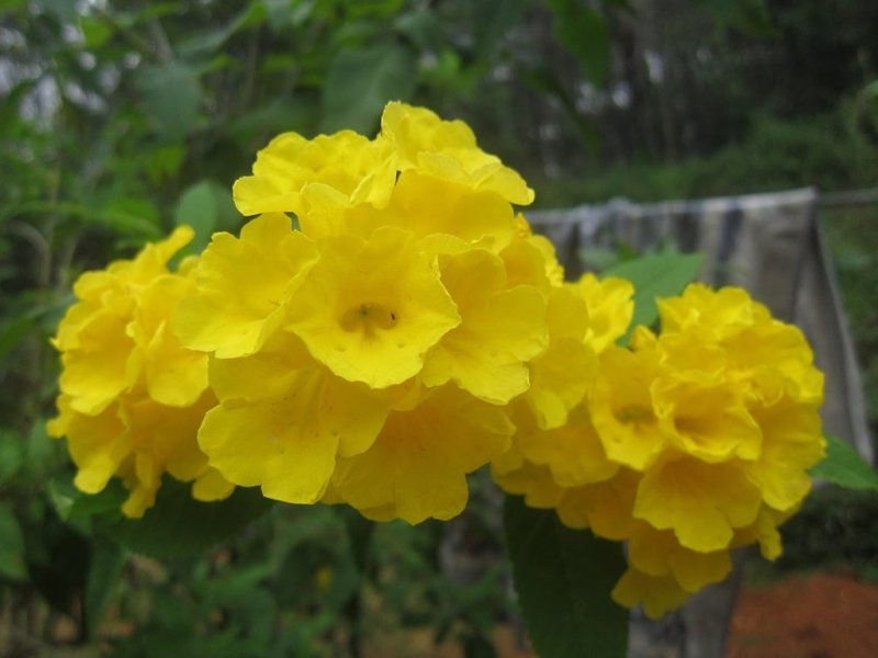 Hoa chuông vàng 1