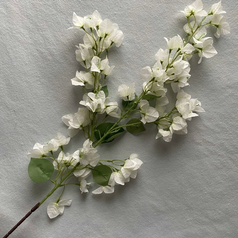 Hoa giấy trắng2