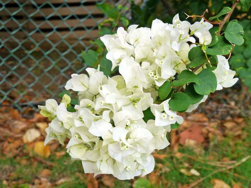 Hoa giấy trắng1