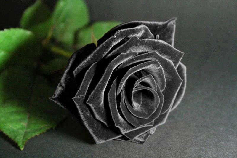 Hoa hồng đen 4