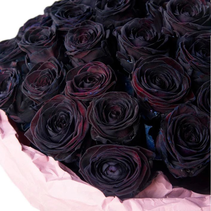 Hoa hồng đen 3