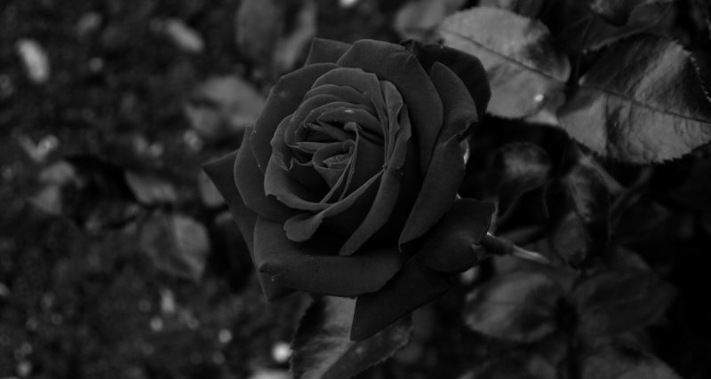 Hoa hồng đen 2