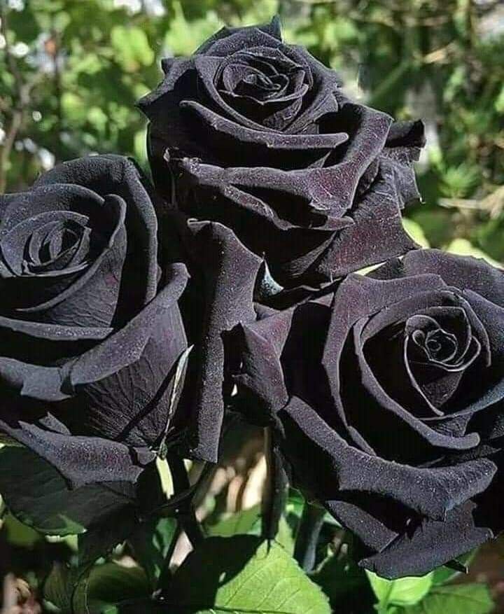 Hoa hồng đen 1